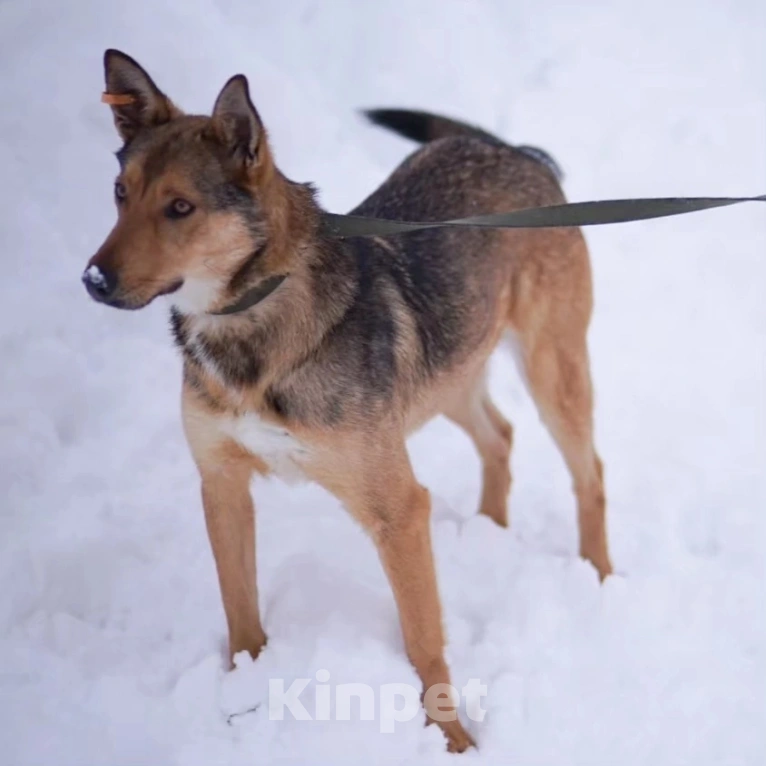 Собаки в Москве: Лира попала в отлов Девочка, Бесплатно - фото 4