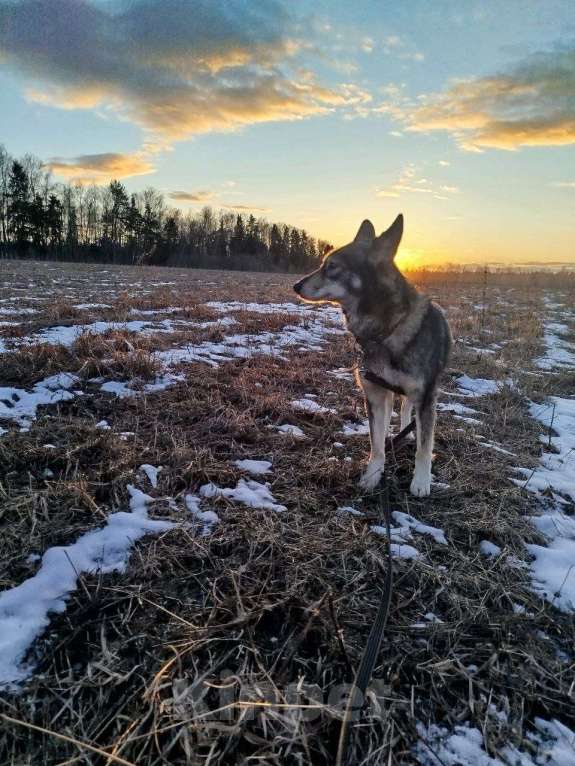 Собаки в других городах Московской области: Отдам собаку хаски Девочка, Бесплатно - фото 4