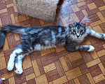 Кошки в Екатеринбурге: Шикарные котята ищут новый дом Мальчик, 5 000 руб. - фото 3