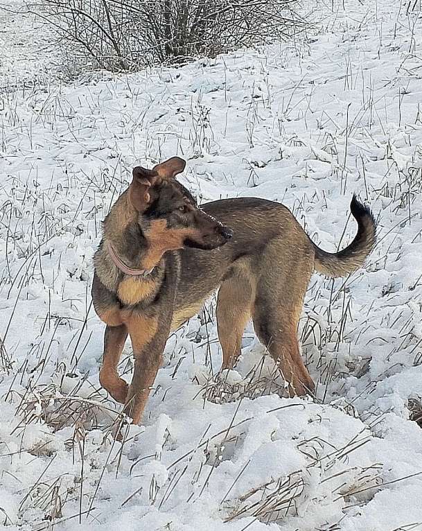 Собаки в Симферополе: Подрощенный щенок фенотип чешский влчак Девочка, Бесплатно - фото 3
