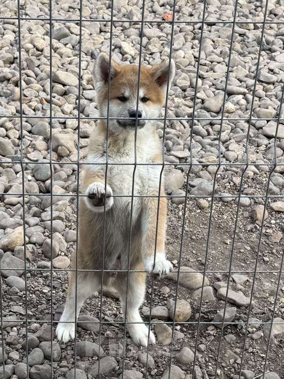 Собаки в Уфе: Щенок Акита ину Мальчик, 70 000 руб. - фото 1