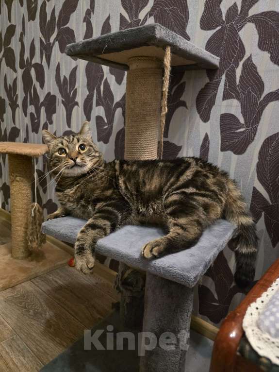 Кошки в Москве: Нежный котик Кузя в добрые руки  Мальчик, Бесплатно - фото 9