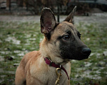 Собаки в Москве: Коленька Мальчик, Бесплатно - фото 5