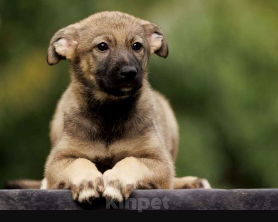 Собаки в Бронницах: Письмо от щенка Девочка, Бесплатно - фото 4