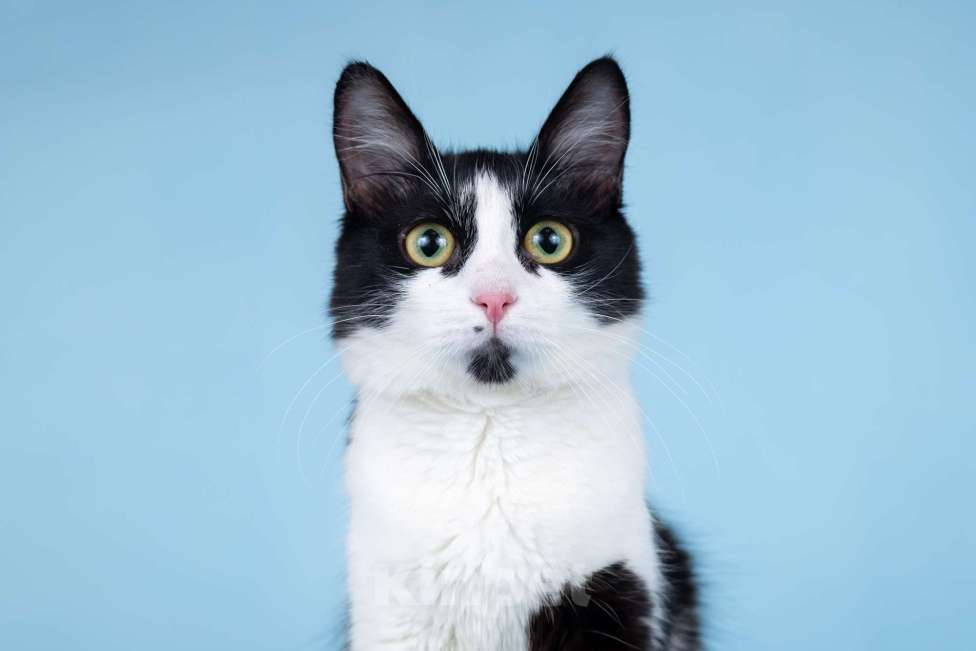 Кошки в Москве: Ника ищет дом Девочка, 100 руб. - фото 2