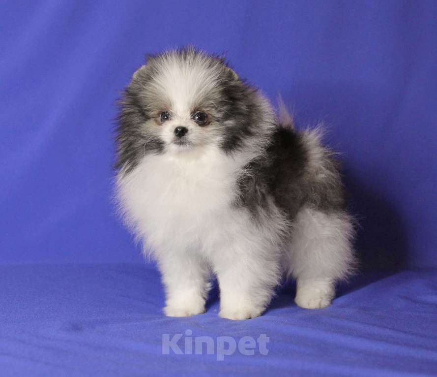 Собаки в Люберцах: Красивый щенок шпица Мальчик, 30 000 руб. - фото 2