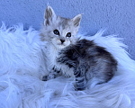 Кошки в Кудрово: Котенок мейн-кун, мальчик , шейдед линия Мальчик, Бесплатно - фото 4