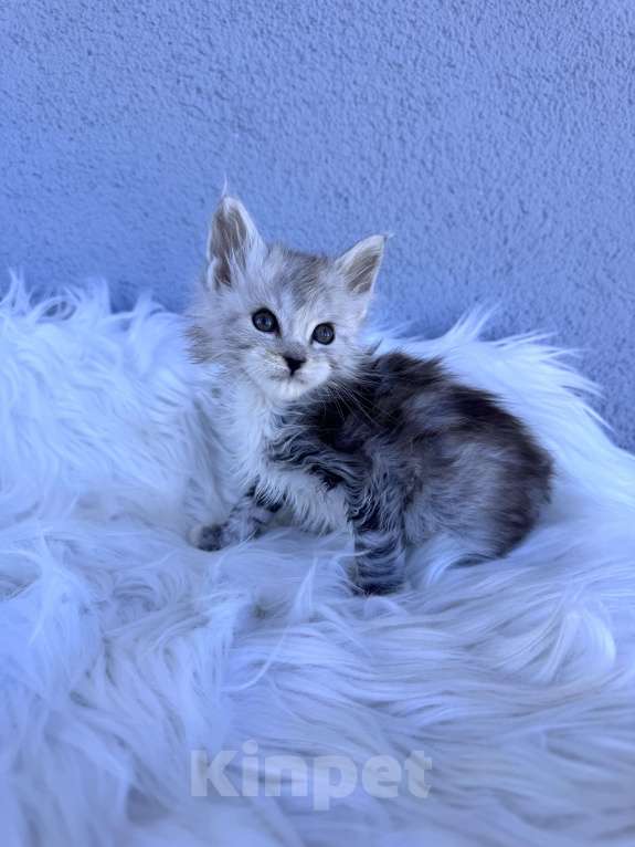 Кошки в Кудрово: Котенок мейн-кун, мальчик , шейдед линия Мальчик, Бесплатно - фото 4