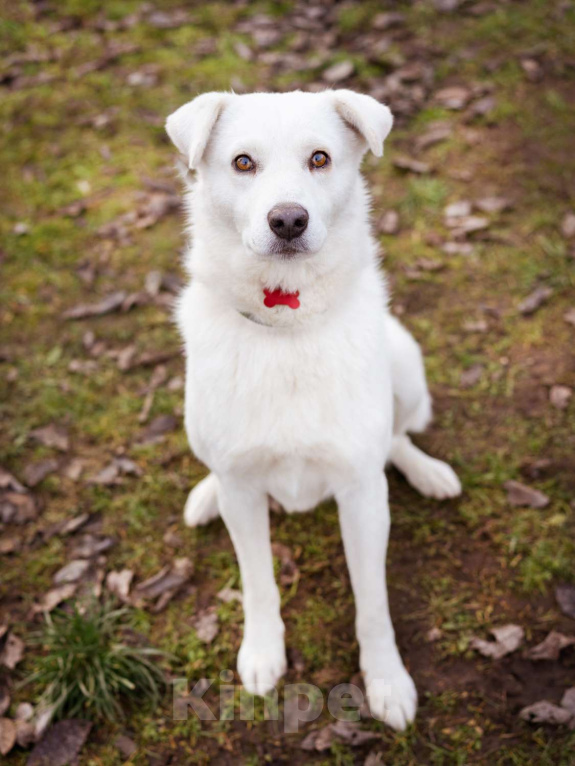 Собаки в Москве: Собака из приюта в добрые руки Мальчик, Бесплатно - фото 1