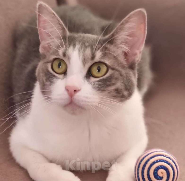 Кошки в Москве: Трогательная кошечка Лея Девочка, Бесплатно - фото 3
