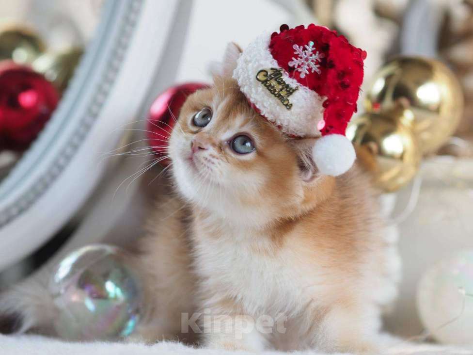 Кошки в Москве: Британская девочка Фианита Девочка, 150 000 руб. - фото 6