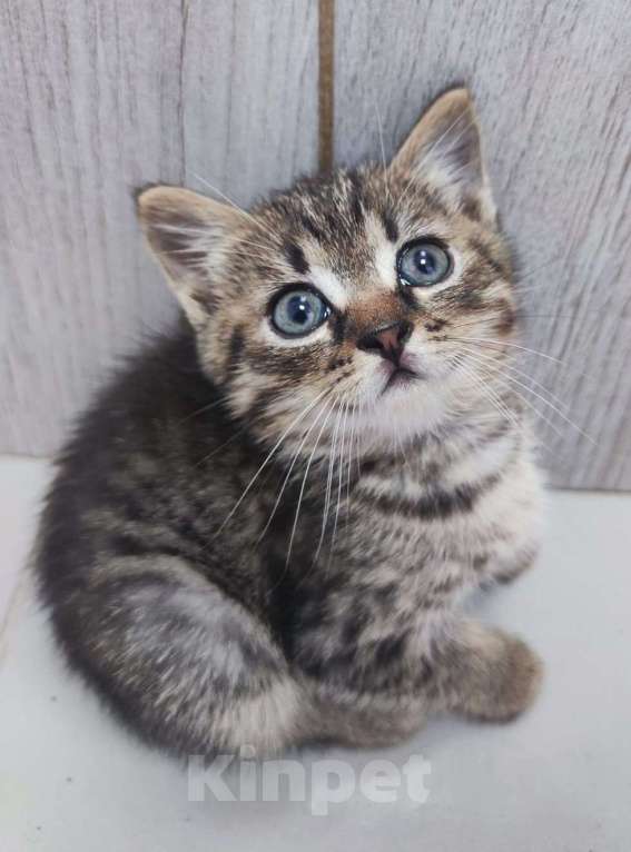 Кошки в Москве: Котенок Каспер размером с ладошку в добрые руки Мальчик, Бесплатно - фото 3