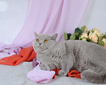 Кошки в Мурином: Британская кошечка лилового окраса Девочка, 9 000 руб. - фото 7