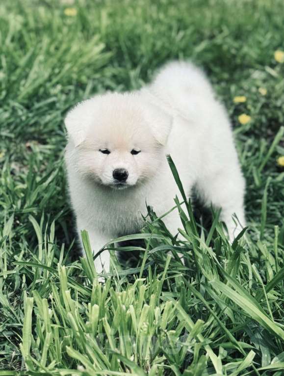Собаки в Новосибирске: Щенок акиты- белый мишка Мальчик, 80 000 руб. - фото 3