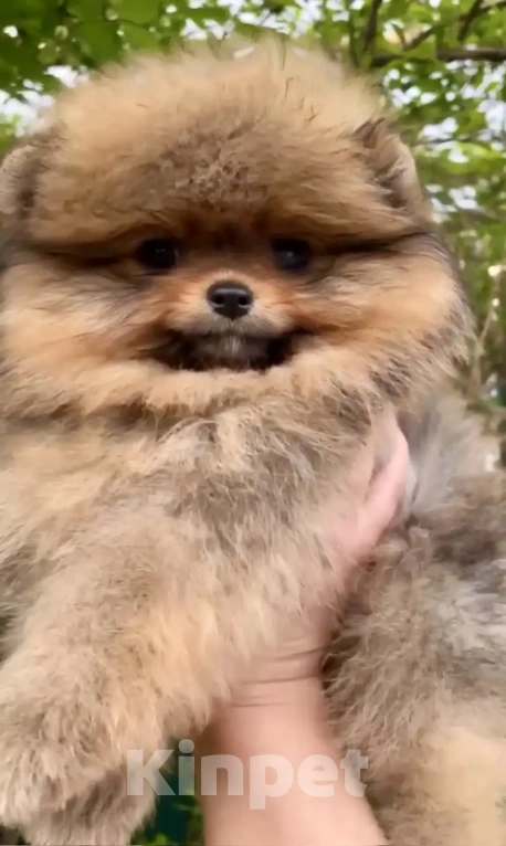 Собаки в Геленджике: Померанский шпиц Мальчик, 25 000 руб. - фото 1