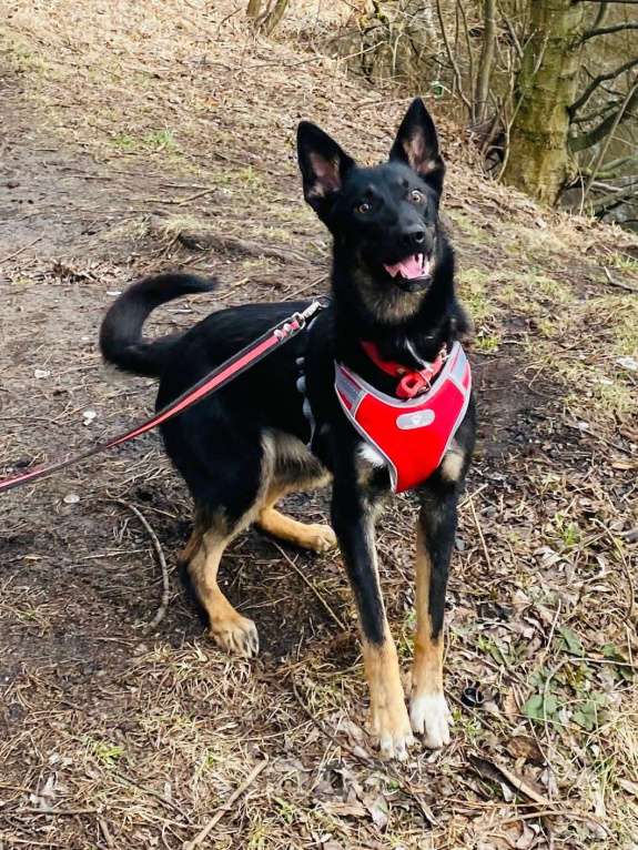 Собаки в Москве: Дейзи Мальчик, Бесплатно - фото 4