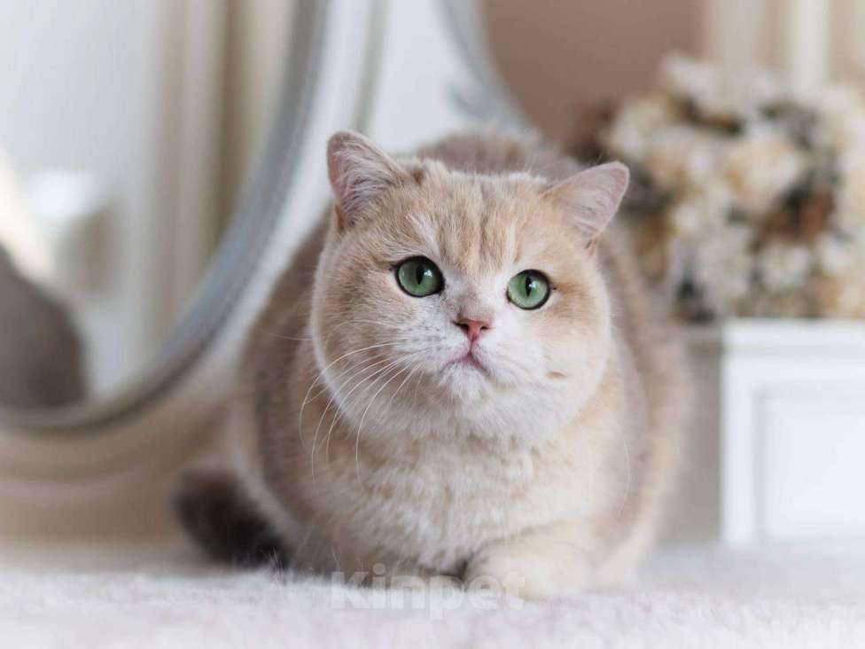 Кошки в Москве: Британская кошка для разведения Девочка, 100 000 руб. - фото 6