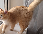 Кошки в Москве: Шотландская золотая шиншилла Девочка, 32 000 руб. - фото 2