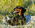 Собаки в Севастополе: Вязка, 5 000 руб. - фото 4