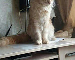 Кошки в Москве: Мейн-кун на вязку. Кот, 5 000 руб. - фото 4