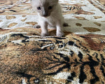 Кошки в Магнитогорске: Котята бесплатно Мальчик, Бесплатно - фото 2