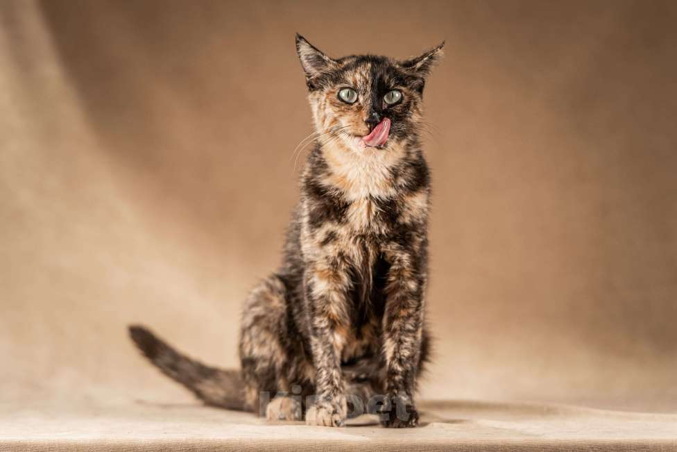 Кошки в Клине: Венеция — кошка в маске, полная контрастов Девочка, Бесплатно - фото 10