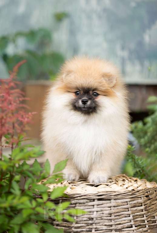 Собаки в Лобне: Девочка  Девочка, 45 000 руб. - фото 4