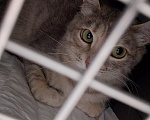 Кошки в Жуковском: Котенок из леса в поиске дома Девочка, Бесплатно - фото 6