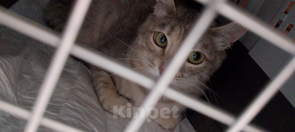 Кошки в Жуковском: Котенок из леса в поиске дома Девочка, Бесплатно - фото 6