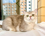 Кошки в Москве: Юная британская кошка Плюша в добрые руки Девочка, Бесплатно - фото 1
