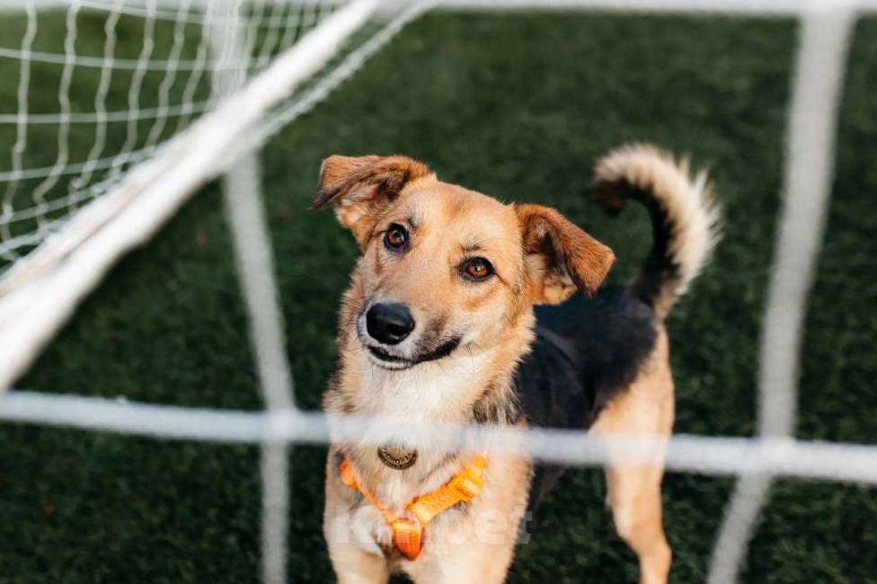 Собаки в Москве: Юнити в поисках билета в счастливую жизнь! Девочка, Бесплатно - фото 5