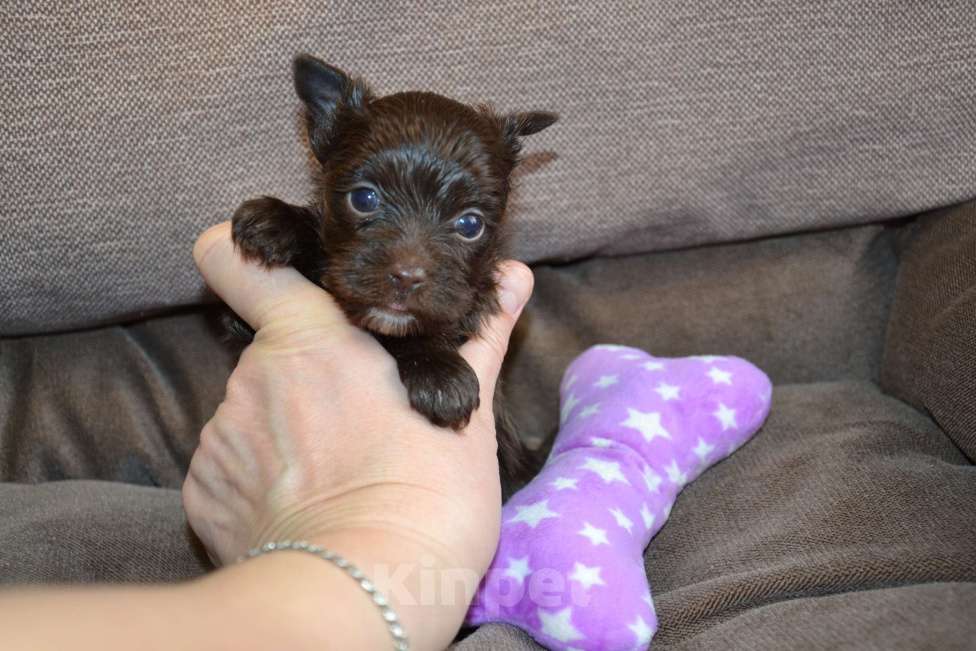 Собаки в Москве: Щенок-мальчик цветного йорка шоколадный Мальчик, 35 000 руб. - фото 2
