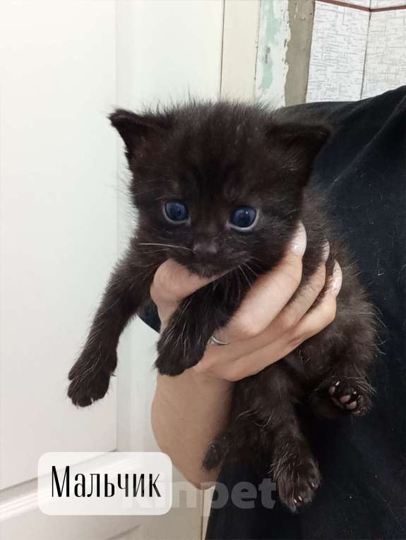Кошки в Донецке: Мальчик Мальчик, Бесплатно - фото 1