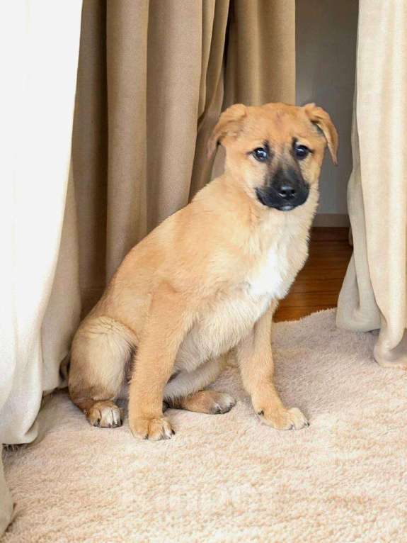 Собаки в Москве: Щенок Лика ищет дом Девочка, Бесплатно - фото 6