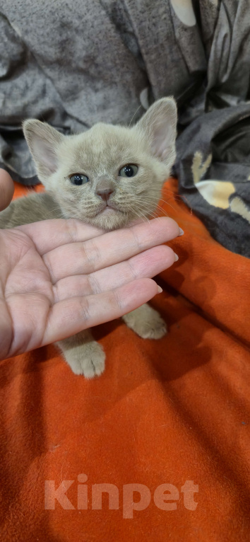 Кошки в Ступино: Бурманские котята Разнополые, 25 000 руб. - фото 2