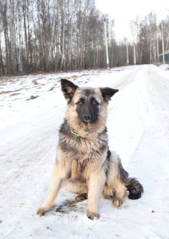 Собаки в Москве: Щенок-подросток, овчарка в дар Девочка, Бесплатно - фото 3