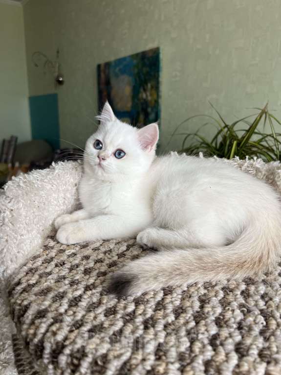 Кошки в Москве: Британская синеглазая девочка   Девочка, 50 000 руб. - фото 4