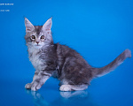 Кошки в других городах Карелии: Котенок мейн-кун девочка Девочка, 45 000 руб. - фото 4