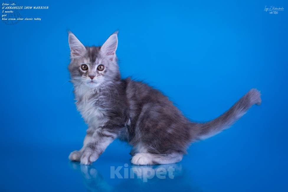 Кошки в других городах Карелии: Котенок мейн-кун девочка Девочка, 45 000 руб. - фото 4