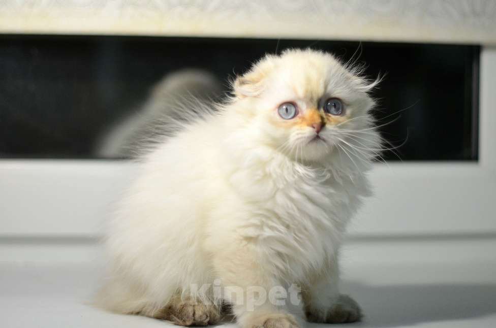 Кошки в Москве: Шотландские котята Разнополые, 12 000 руб. - фото 7