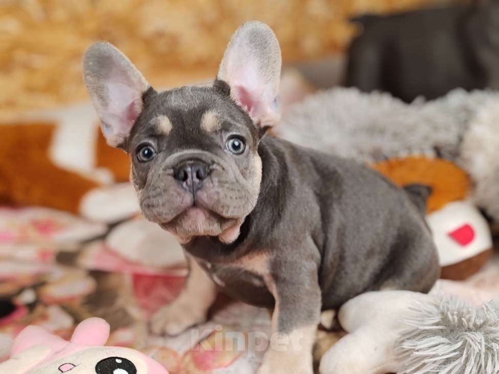 Собаки в Санкт-Петербурге: Шикарный лиловый мальчик Мальчик, 80 000 руб. - фото 3