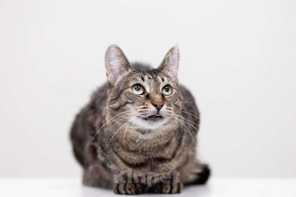 Кошки в Москве: Кошка Тьма в добрые руки Девочка, Бесплатно - фото 6