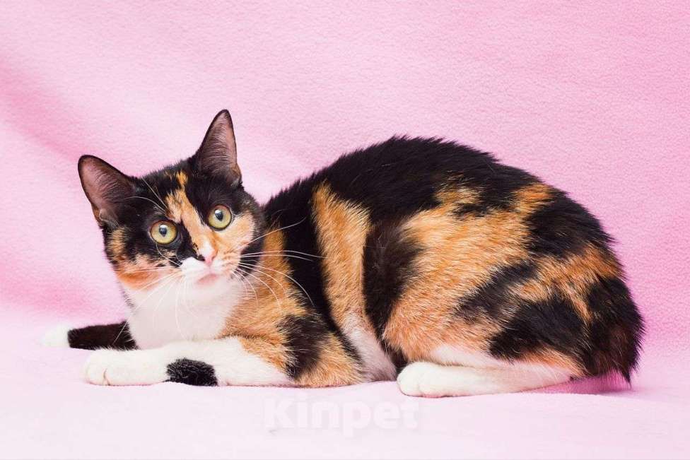 Кошки в Москве: Яркая трехцветочка по имени Ириска очень ждет свою семью! Девочка, Бесплатно - фото 2