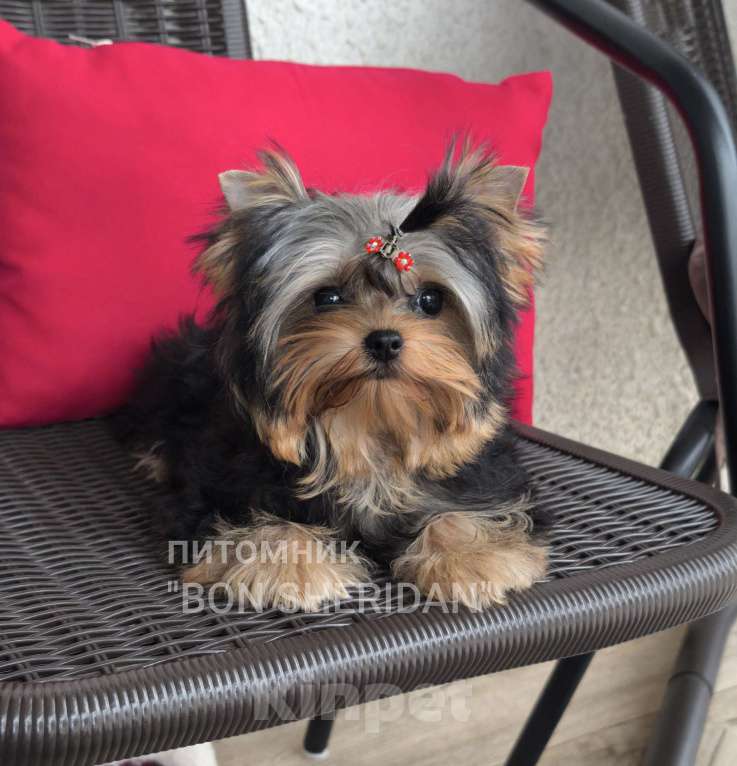 Собаки в Пушкино: Мини девочка  Девочка, 120 000 руб. - фото 3