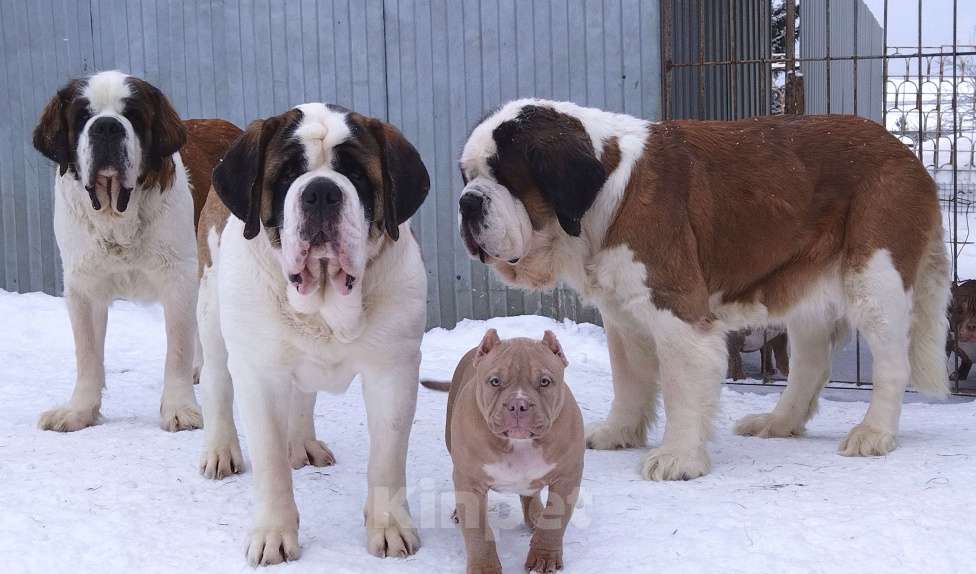 Собаки в Екатеринбурге: Лиловый мачо Мальчик, 150 000 руб. - фото 5