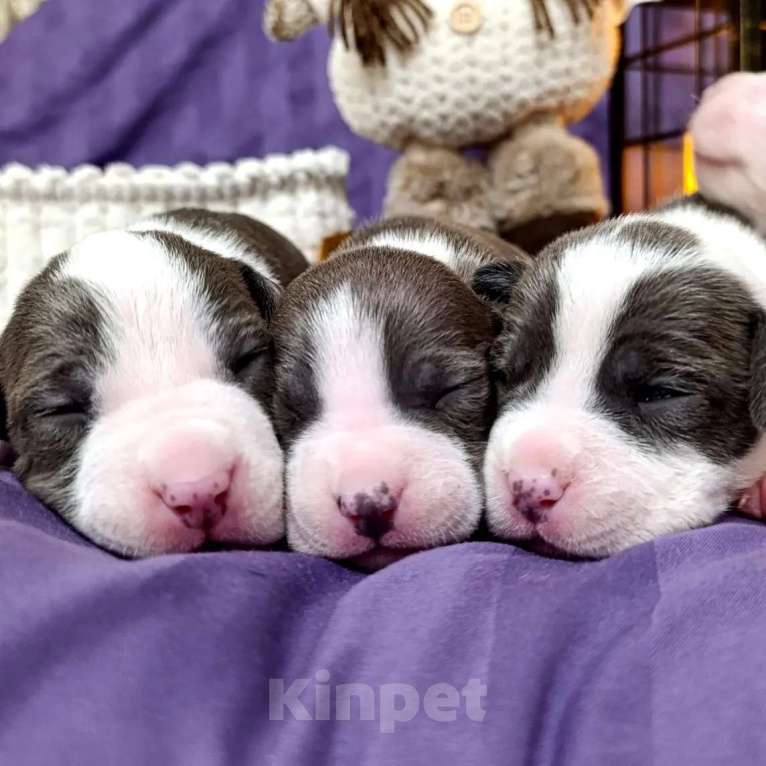 Собаки в Липецке: Голубые щенки амстафф Мальчик, 70 000 руб. - фото 8