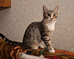 Кошки в Москве: Котёнок в добрые руки Девочка, Бесплатно - фото 8