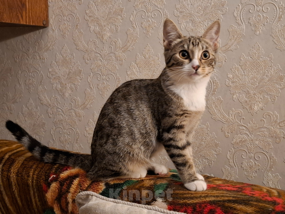Кошки в Москве: Котёнок в добрые руки Девочка, Бесплатно - фото 8