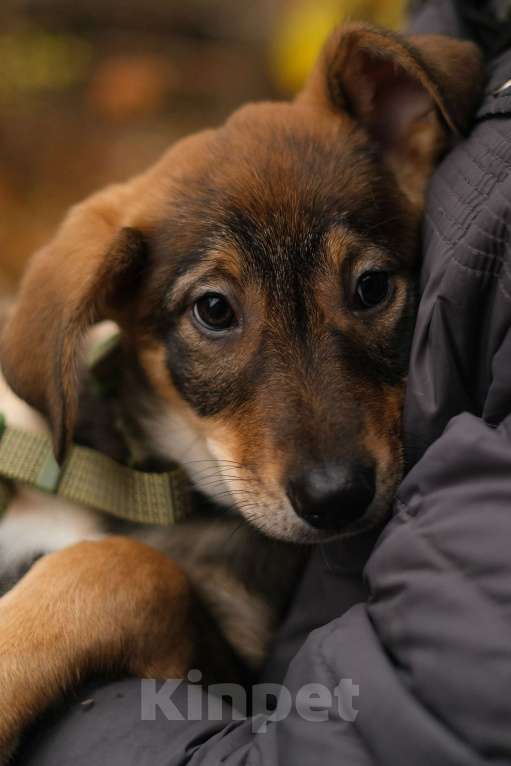 Собаки в Санкт-Петербурге: Девочка 2 Девочка, Бесплатно - фото 4