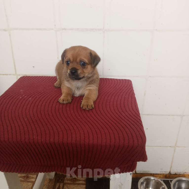 Собаки в других городах Московской области: Щенки Разнополые, 10 000 руб. - фото 2